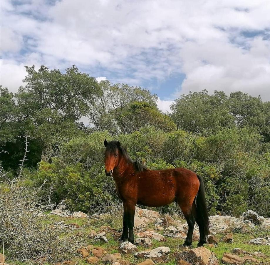 Casa Susanna Rural Sardinia Sini Exteriör bild